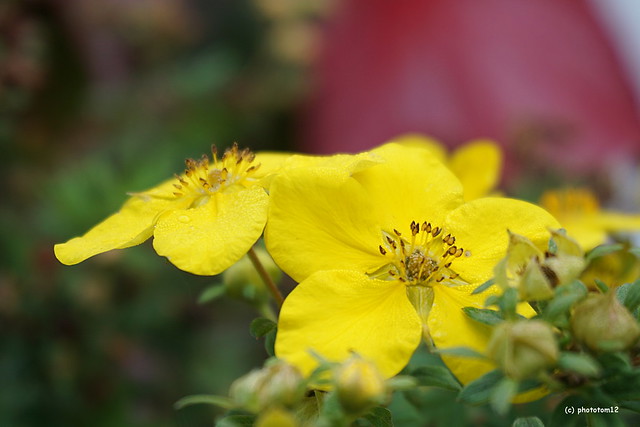 gelbe Blüten im Herbst