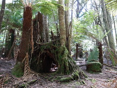 2018-10-06 Trowutta Arch 18 - Nothofagus cunninghamii - Myrtle beech roots