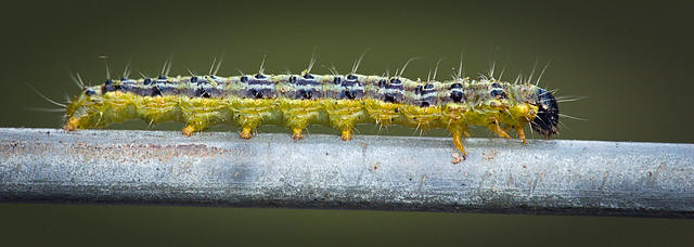 Box tree moth caterpillar