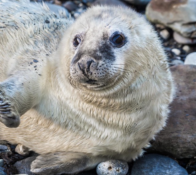 Seal Pup, Porthgain, Pembrokeshire.