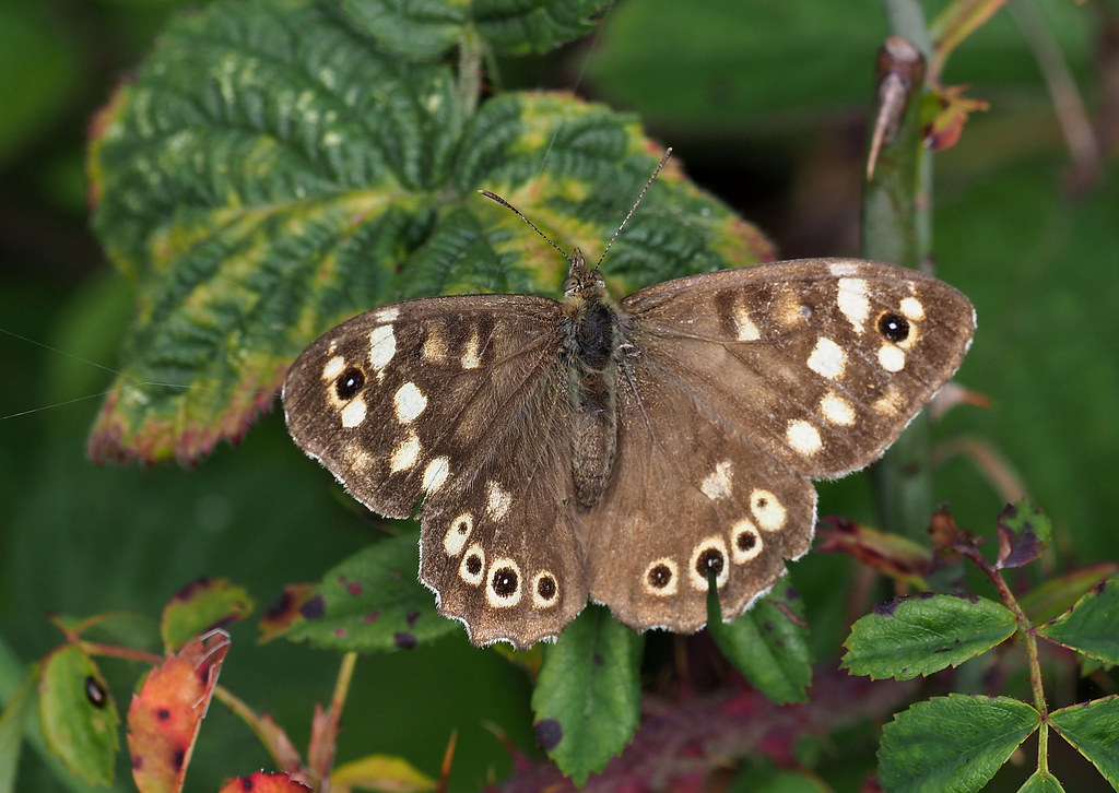 speckled wood | OLYMPUS DIGITAL CAMERA | Tim Gardner pics | Flickr