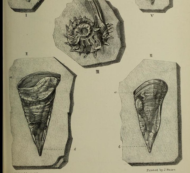 This image is taken from Observations on belemnites, and o… | Flickr