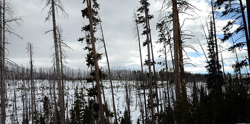 Remnants of the wildfire, and the cycle of life and death :Yellowstone National Park, October 7, 2017. | by biswarupsarkar72