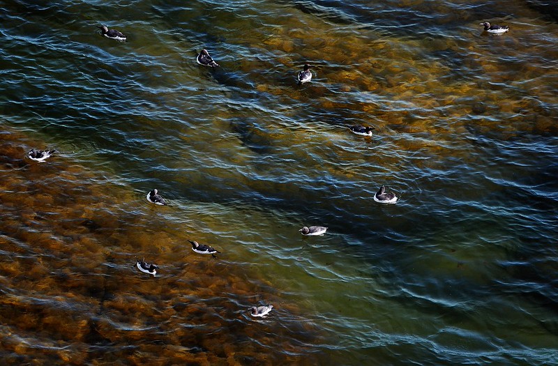 20180528-127F | Trottellummen (Uria aalge) in der Ostsee vor Stora Karlsö. Gotland/Schweden, 28.05.2018