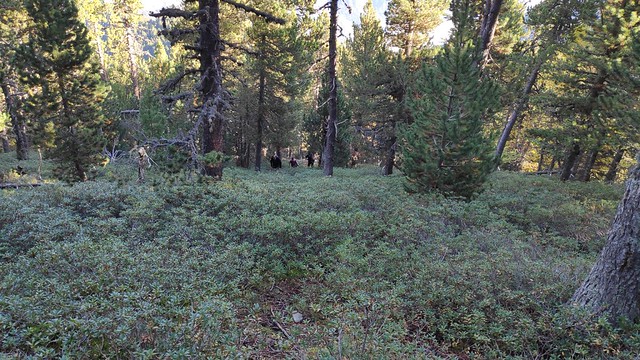 IMG_20181012_095529