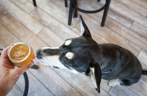 brewery beer dog
