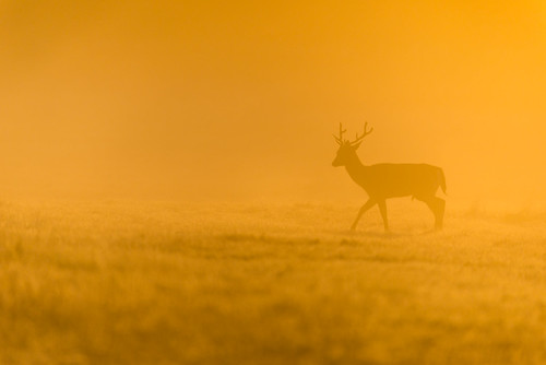 richmondpark deer mist sunrise sigma150600mmsport ngc