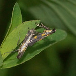 Hartheu-Stelzenmotte (Gold-dot Slender, Euspilapteryx auroguttella)