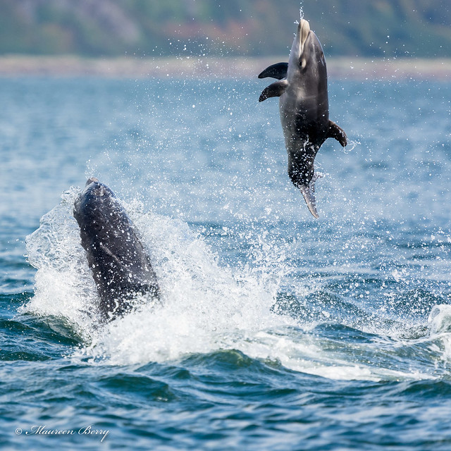 Dolphins 13-Sept-18  M_004
