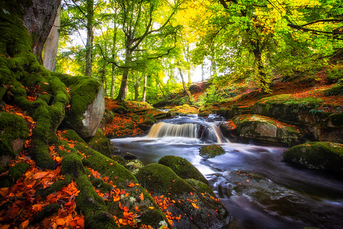wicklow autumn forest fall waterfall landscape leafs