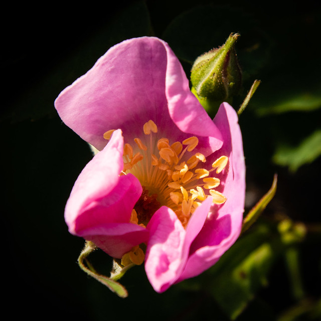 wild roses