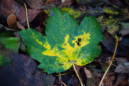 Colours of autumn: fallen sycamore leaf
