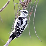 Downy Woodpecker Had fun watching this female Downy feeding. I like the way she&#039;s bracing with its tail. Photographed at Fort Ridgely State Park in Renville County, Minnesota.