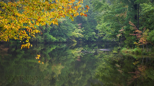 model landbetweenthelakesnationalrecreationarea stewartcounty tennessee tn autumntransition pond lake water reflection reflections tree trees leaves leaf nature natural landscape landscapes thetrace usfs usforestservice thesouth cedar