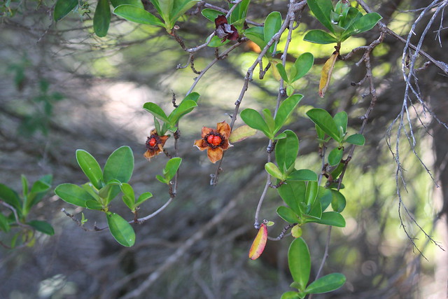 Hibbertia scandens (Guinea Flower)