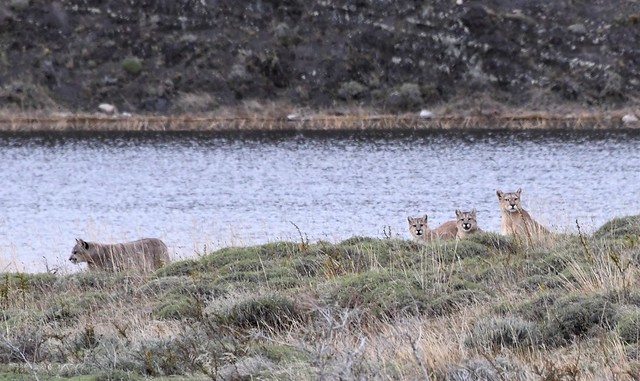Puma Family - Patagonia
