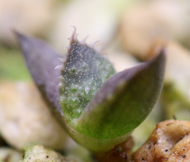 Haworthia seedling toothy