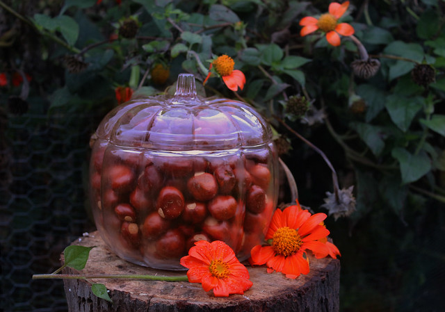 Harvest: Buckeye Pumpkin Tithonia IMG_0200