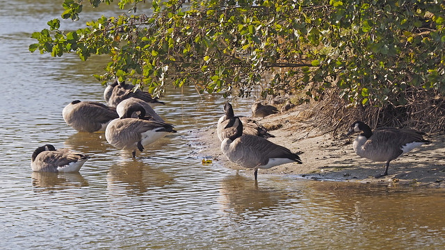 Canada geese sunning at lake Altenbruch near Cuxhaven