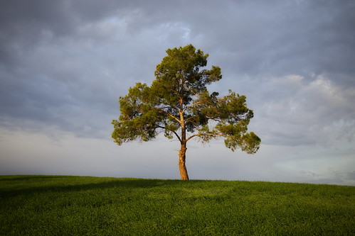 nature tree morning cyprus alone