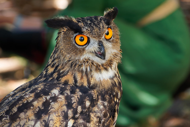 Owl at Jarmok