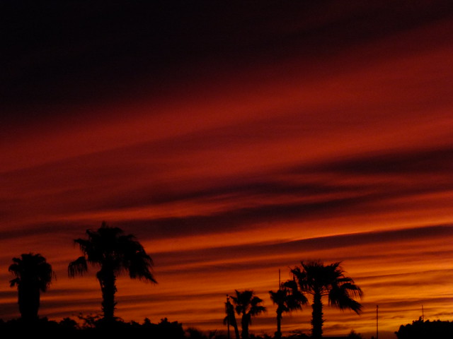 Sunset Palms