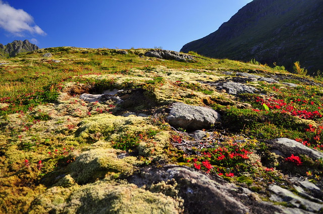 Moss and lichen on the hillside