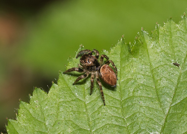 Arachtober 16 - Evarcha falcata (Jumping spider)