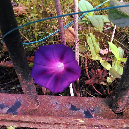 morningglory flower purple fence square