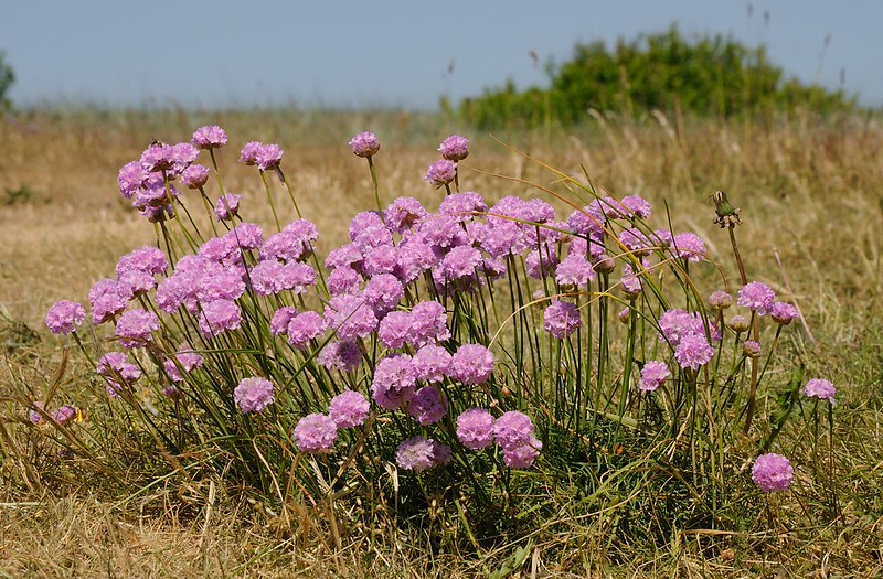 20180530-068F | Strand-Grasnelke (Armeria maritima) auf Fårö. Gotland/Schweden, 30.05.2018