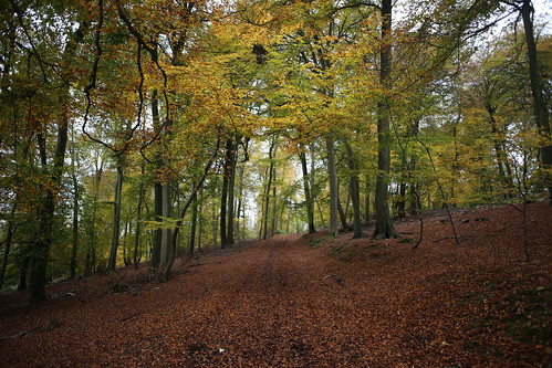 Ridge Wood, Hambleden 