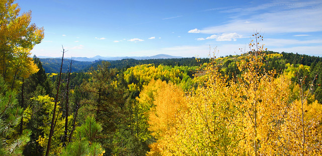 A View across the Treetops, Cripple Creek Colorado