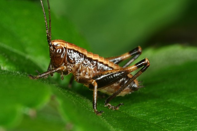 Pholidoptera griseoaptera juvénile.