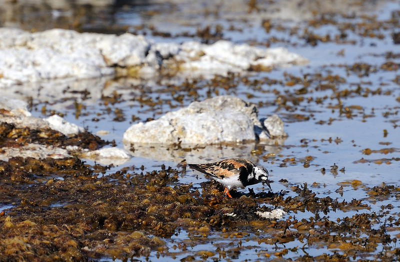 20180530-140F | Steinwälzer (Arenaria interpres) auf Fårö. Gotland/Schweden, 30.05.2018
