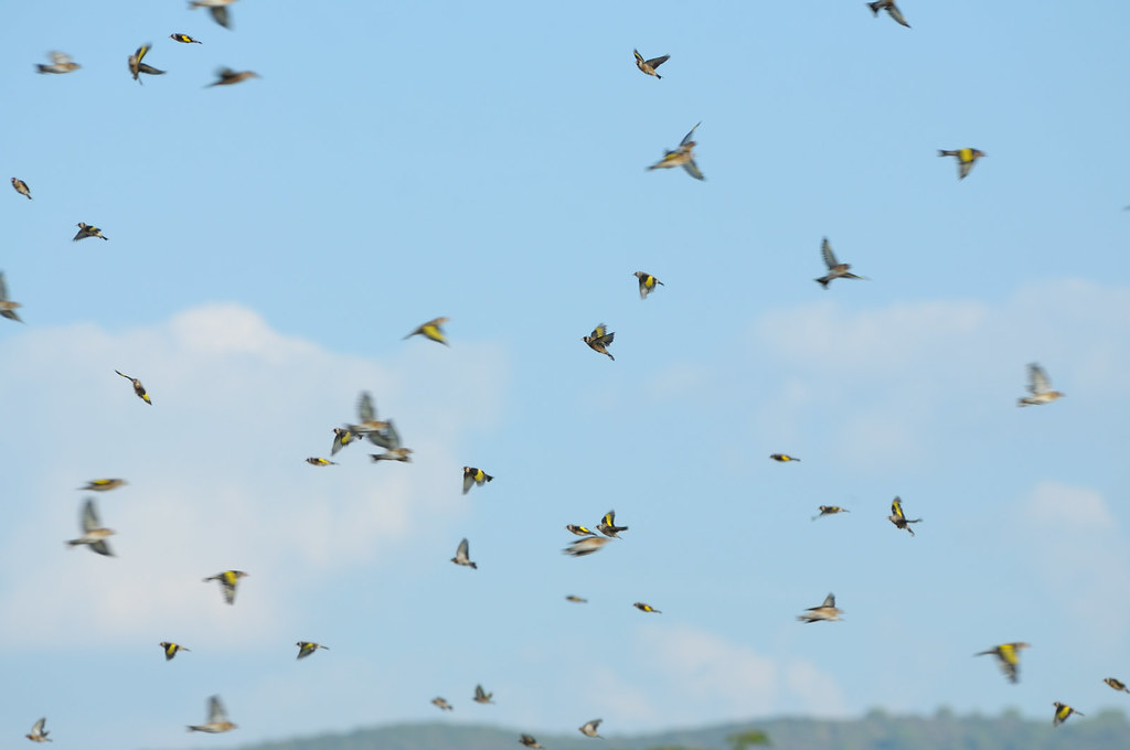 BIRDS | Flickr