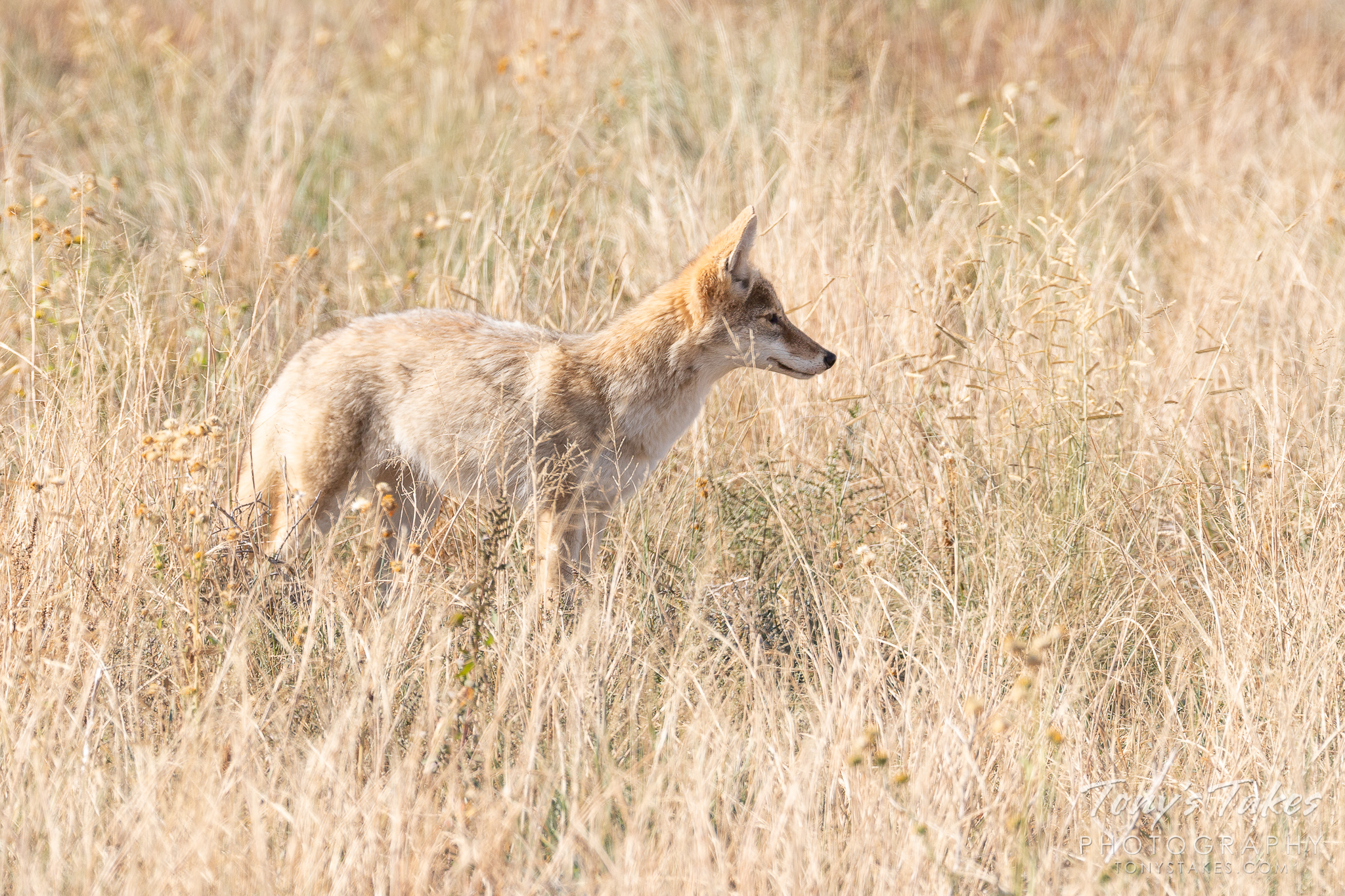 A Coyote keeps an eye out for a possible meal on the plains of Colorado. (© Tony’s Takes)