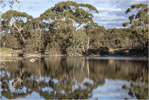 australia australien southaustralia kangarooisland canoneos5dmarkiv trees water lagoon reflections wetreflections clouds bluesky ef70200mmf4lisusm