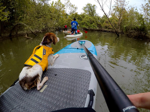 Learn to Standup Paddleboard this summer! Image credit: Old Dominion Dog Training, Eliza Robinson