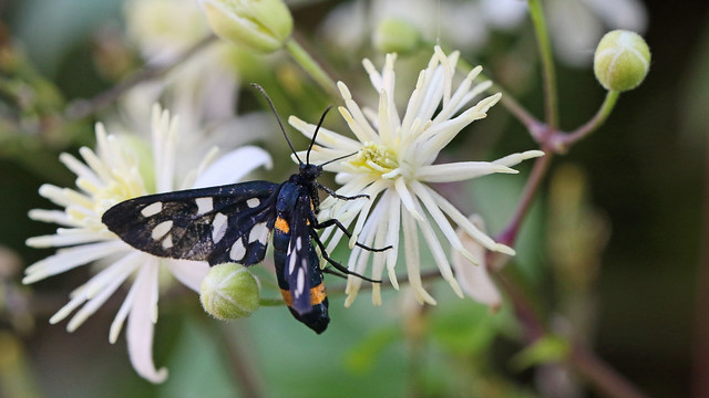 Nine-spotted Moth - Syntomis phegea