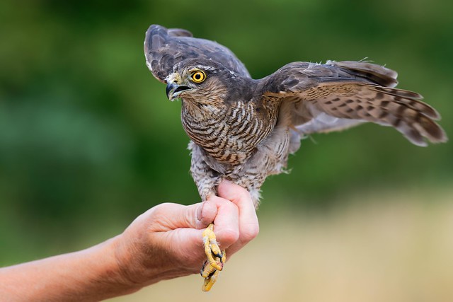 Sparrowhawk Release