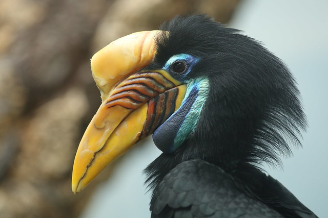 Sulawesi Knobbed Hornbill