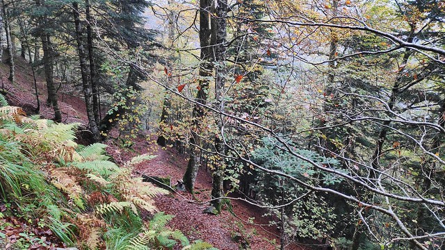 IMG_20181020_143017