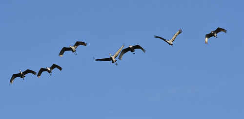 sandhillcranes cranes cranefest audubon michigan birds nikon nikond7200 sigma150600c
