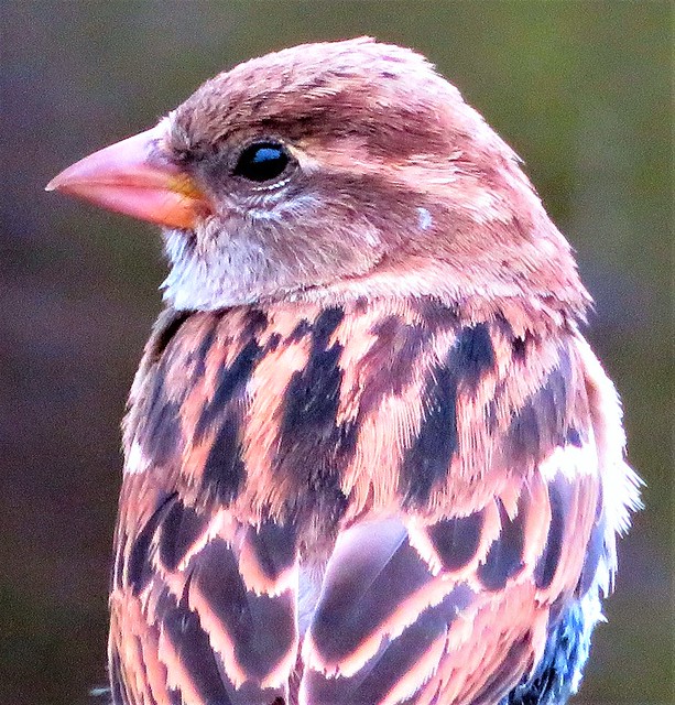 Female House sparrow