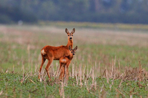 roe deer capreolus chavko slovakia wildlife mammalia animal