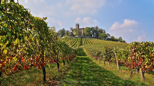 img28727374 hdr canoneos6d vigneto autunno fall vineyard valtidone paesaggio appennino castello