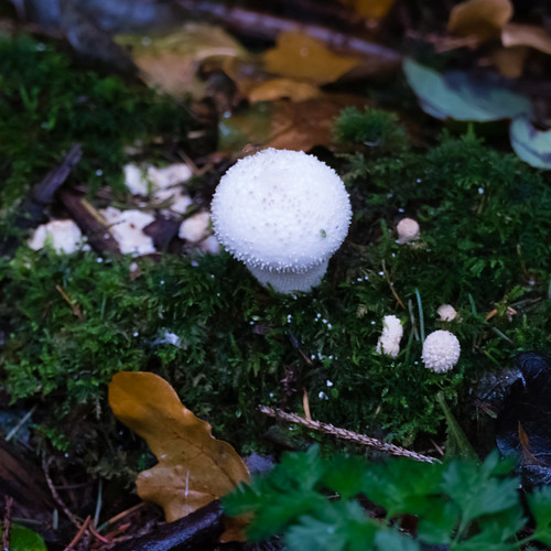 Warted puffball