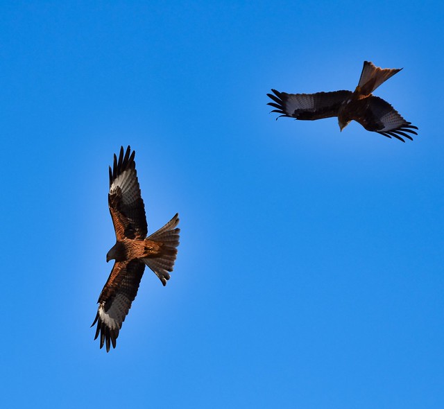 Pair of Red Kites (Milvus milvus)