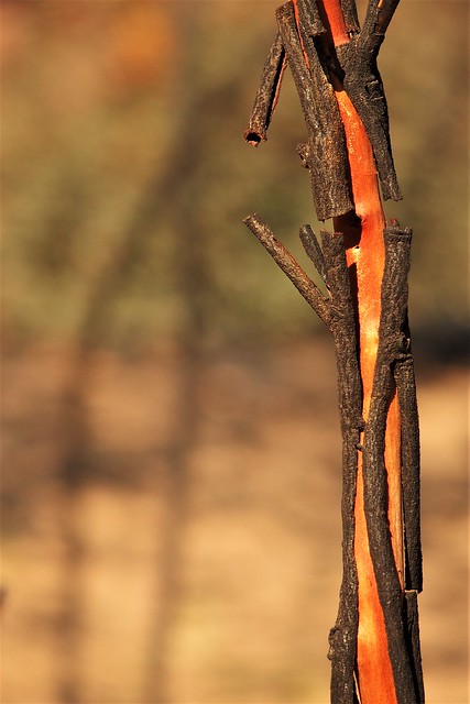After the Bushfire, Pilliga Forest via Baradine, NSW, Australia
