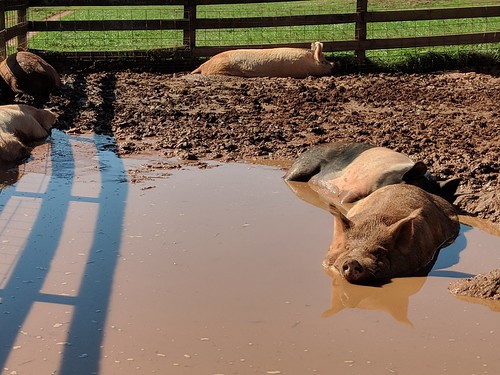 Pig in mud at poplar springs 2018 open house